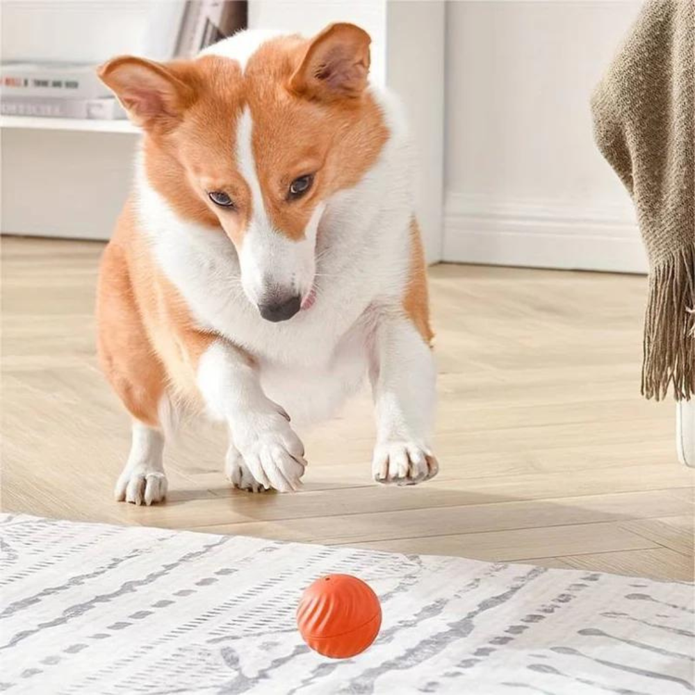 PowerBall 2.0 - Självgående boll för hundar
