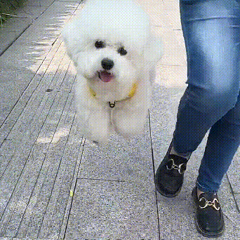 Anti-drag reflekterande hundsele